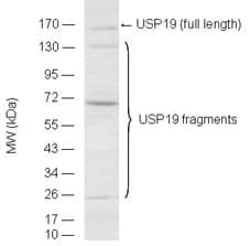 Polyclonal Rabbit anti-Human USP19 Antibody (WB)