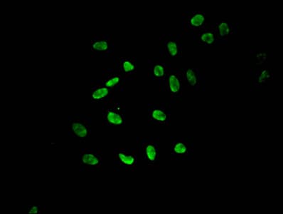 HIST1H3A Antibody