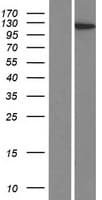 SUGP2 / SFRS14 Protein (Over-Expression Lysate Myc-DDK (Flag))