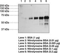 Nitrotyrosine Antibody