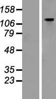 GTF3 / GTF2IRD1 Protein (Over-Expression Lysate Myc-DDK (Flag))