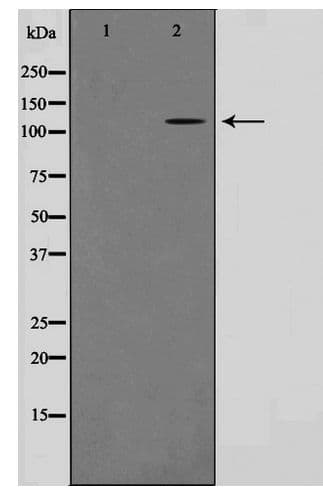 Polyclonal Rabbit anti-Human TUBGCP5 / GPC5 Antibody (WB)