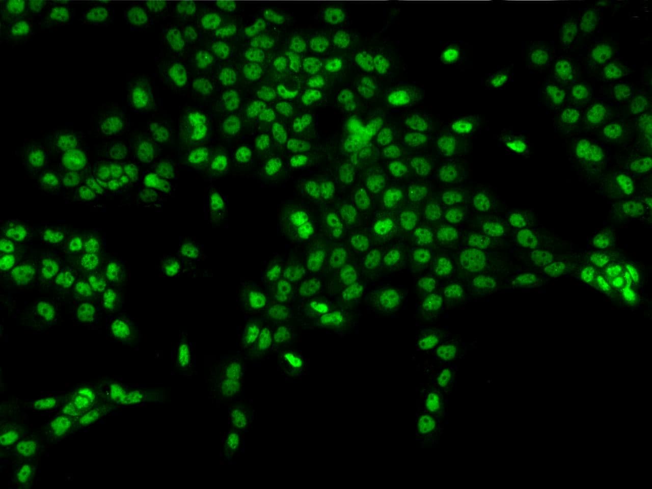 Polyclonal Rabbit anti-Human NXP2 / MORC3 Antibody (IF)