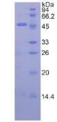 Pig IFN Beta / Interferon Beta Protein (Recombinant His-GST)