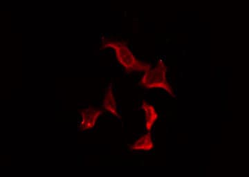 OR7C2 Antibody