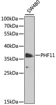 BCAP / PHF11 Antibody
