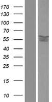 PPP2R5D Protein (Over-Expression Lysate Myc-DDK (Flag))