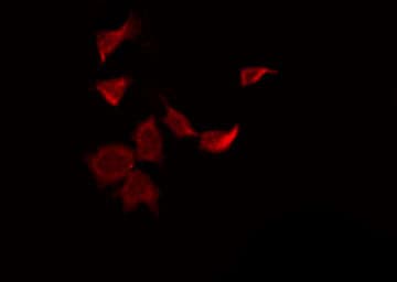 SENP8 Antibody