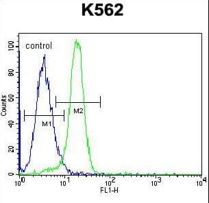 NLK Antibody (aa275-300)