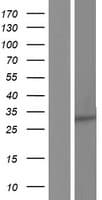 PEX11B Protein (Over-Expression Lysate Myc-DDK (Flag))