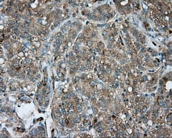 NME4 Antibody (clone OTI2G1)