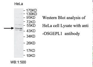 Polyclonal Rabbit anti-Human OSGEPL1 Antibody (aa121-387, IHC, WB)