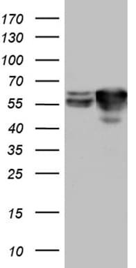 STAU1 / Staufen Antibody (clone OTI4E6, Carrier-free)