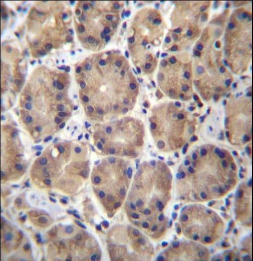 RPL27 / Ribosomal Protein L27 Antibody (aa91-120)
