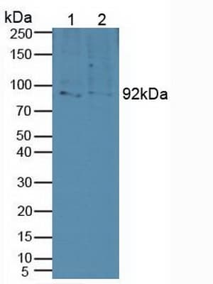 SORT1 / Sortilin Antibody (aa50-320, APC)