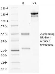 CDX2 Antibody (clone CDX2/1690, Azide-free, BSA-free)