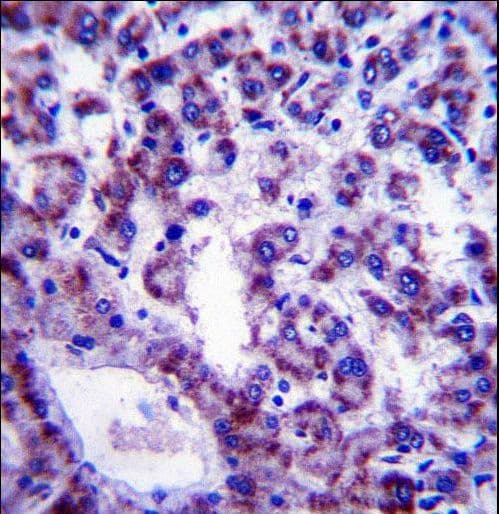 PLSCR4 Antibody (aa122-151)
