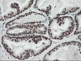 TLE1 / TLE 1 Antibody (aa180-460, clone OTI1F9)