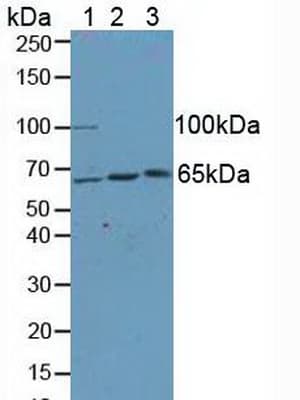 KIF2A Antibody (aa1-254, Biotin)