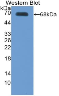 THPO / TPO / Thrombopoietin Antibody (aa22-349)