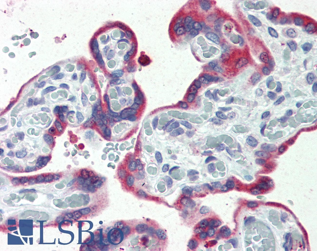 IHC-plus™ ERP44 Antibody (C-Terminus)