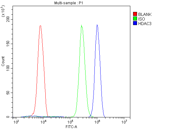 Polyclonal Rabbit anti-Human HDAC3 Antibody (aa1-18, IHC, WB)