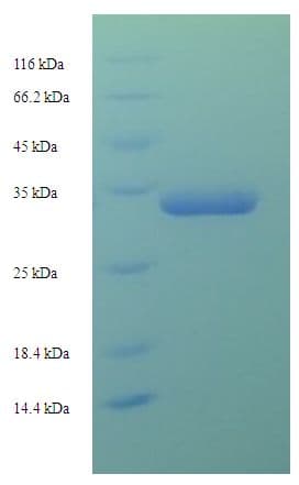 E. coli Universal Stress Protein F (Recombinant His-SUMO)