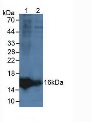 LCNL1 Antibody (aa2-164, Biotin)