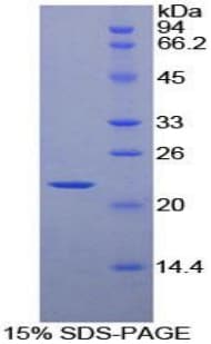 Mouse HSPB2 / HSP27 Protein (Recombinant His-T7)