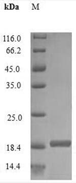 Human IL4 Protein (Recombinant 6His-SUMO, N-terminus)