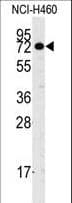 CASC3 / MLN51 Antibody (Tyr181)