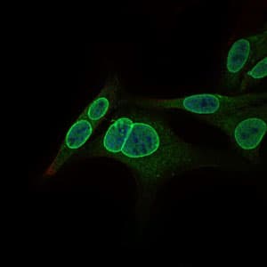 NR6A1 / GCNF Antibody (clone 4G8)