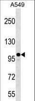 Polyclonal Rabbit anti-Human ZC3H7A Antibody (aa563-589, WB)