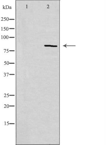 CDH11 / Cadherin 11 Antibody