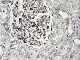 METAP2 Antibody (clone OTI1F6)