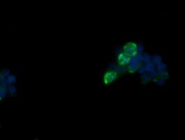 FATE1 Antibody (clone OTI7B12, Carrier-free)