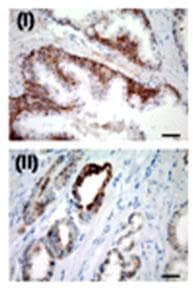 USP2 Antibody (aa71-101)