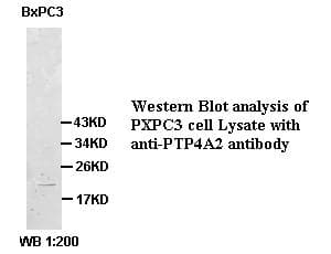 Polyclonal Rabbit anti-Human PTP4A2 / PRL-2 Antibody (IHC, WB)