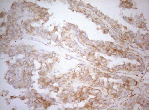 APPL1 / APPL Antibody (clone OTI4B11)