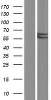 FLAD1 / FADS Protein (Over-Expression Lysate Myc-DDK (Flag))