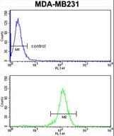RBBP7 / RbAp46 Antibody (aa1-30)