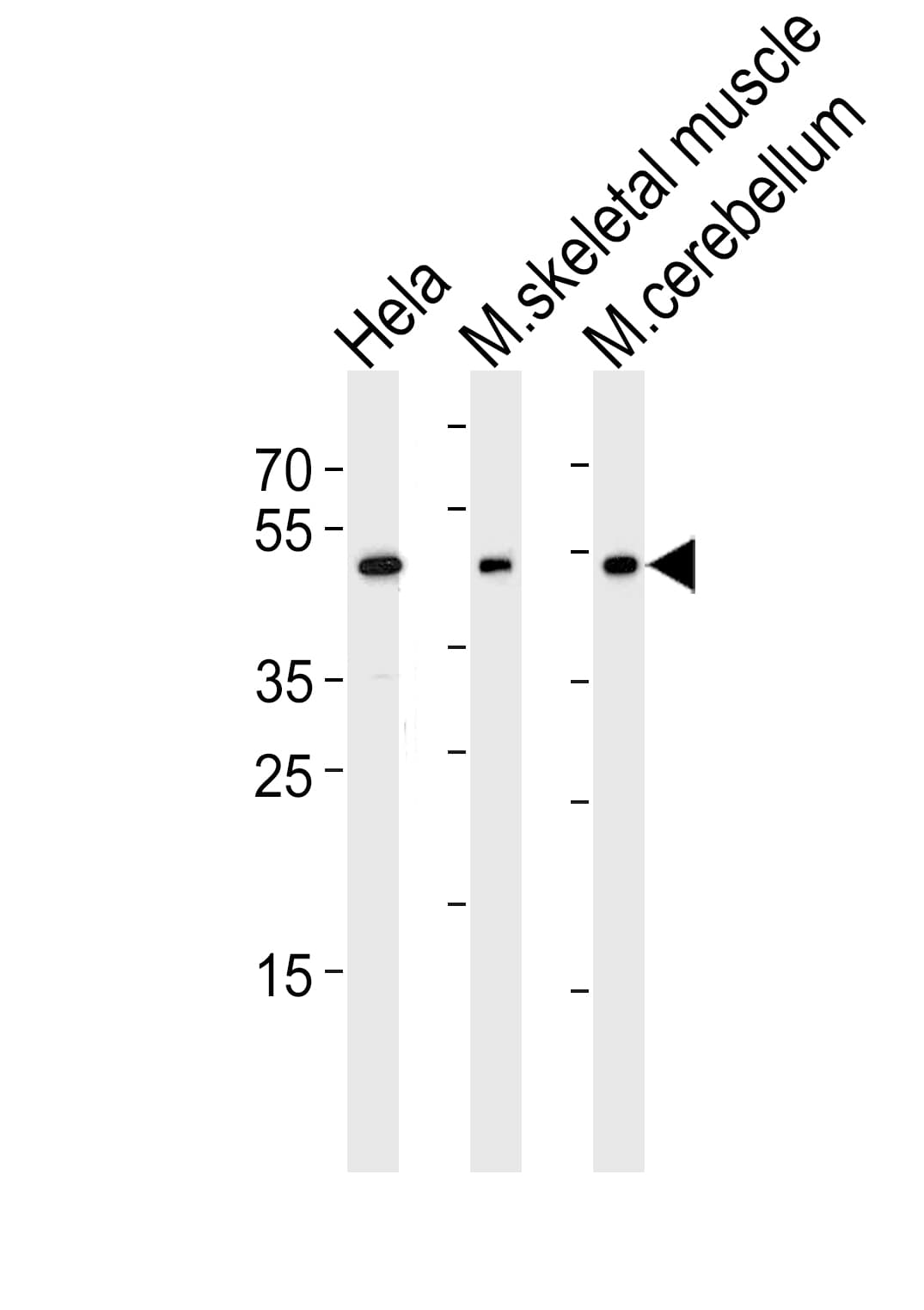 Polyclonal Rabbit anti-Mouse HOXC10 Antibody (aa217-246, IHC, WB)