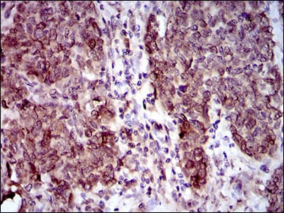 NCLN Antibody (aa249-405, clone 9C8G10)