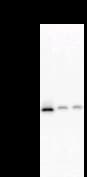 NTHL1 Antibody (clone 2660C1a)
