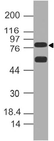 DLL1 Antibody