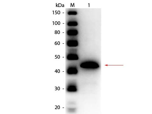ADH / Alcohol Dehydrogenase Antibody (Liquid, HRP)