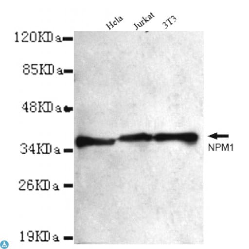 NPM1 / NPM / Nucleophosmin Antibody