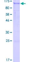 Human PLEKHG6 Protein (Recombinant GST)