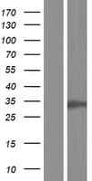 CDK2 Protein (Over-Expression Lysate Myc-DDK (Flag))