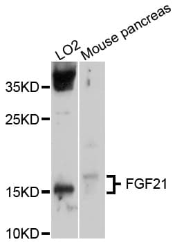 FGF21 Antibody